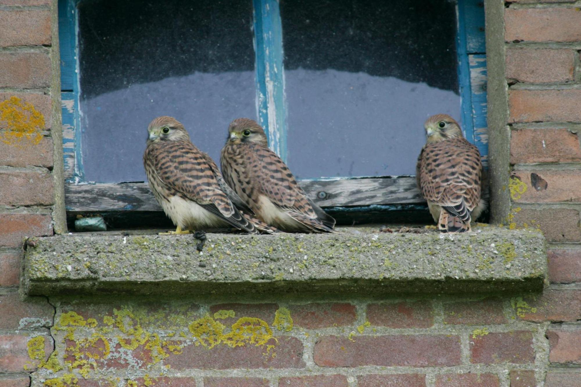 De Zeeuwsche Hoeve Kerkwerve Zewnętrze zdjęcie
