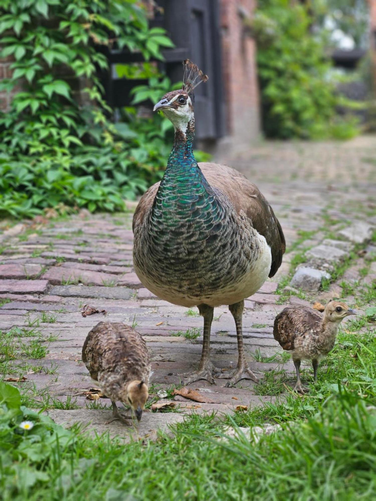 De Zeeuwsche Hoeve Kerkwerve Zewnętrze zdjęcie